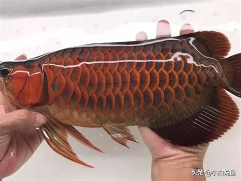 紅龍怎麼養才會紅|【紅龍魚發色】紅龍魚發色有四階段 你知多少？？？